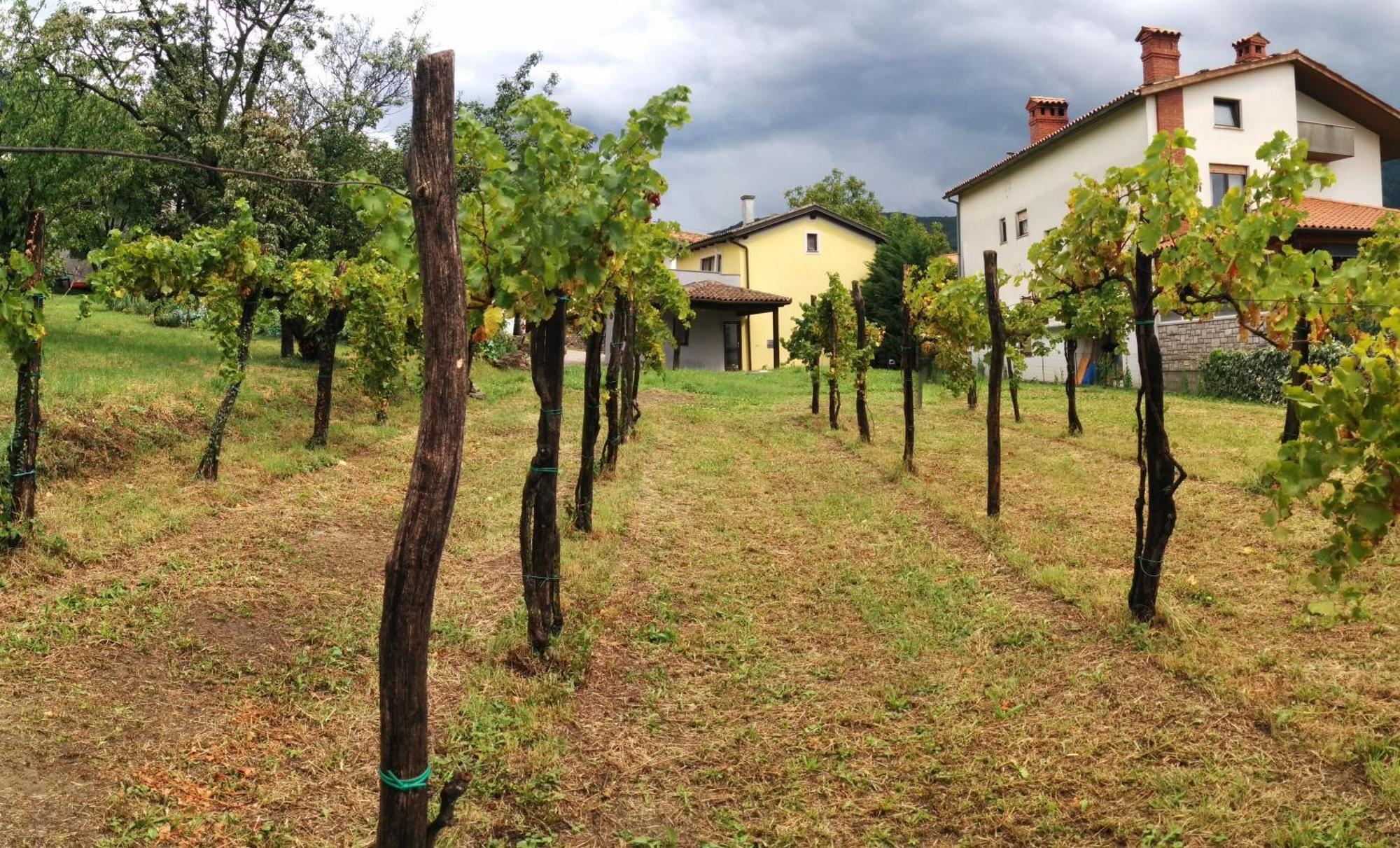 Small House In Vipava Valley Exterior photo